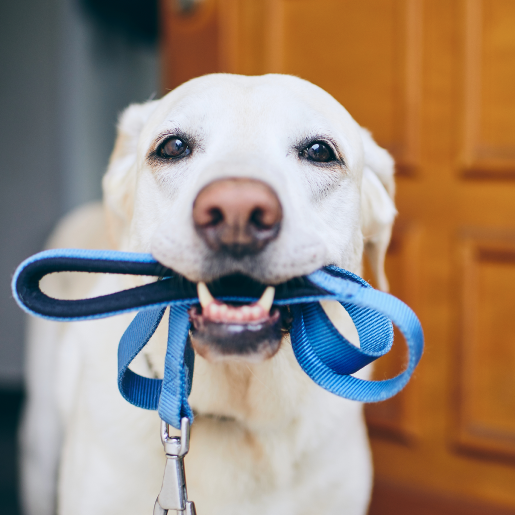 Dog Lead in Mouth